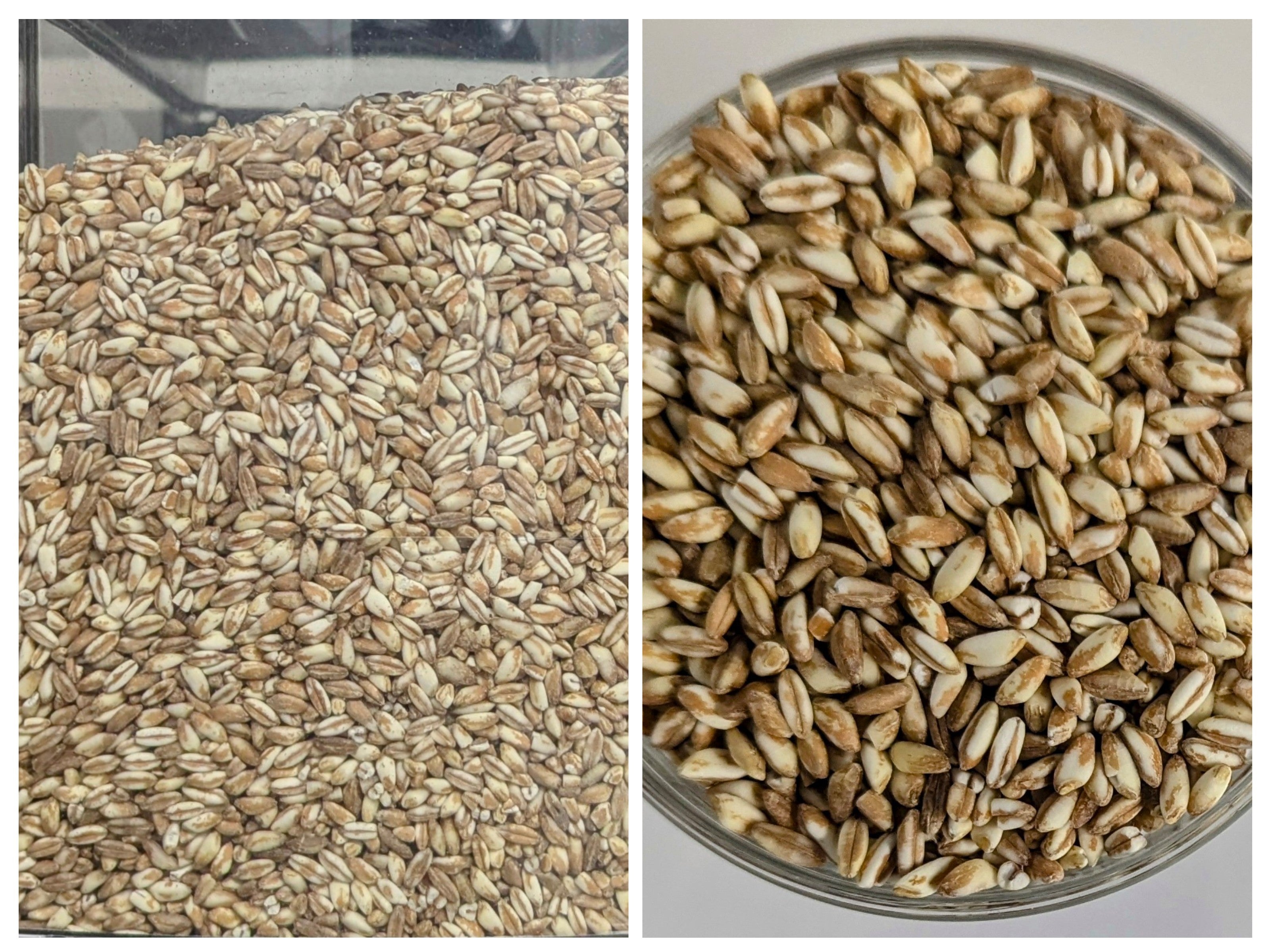Farro perlato BIO