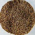 Coriandolo Extra Quality (Coriandrum Sativum L.)