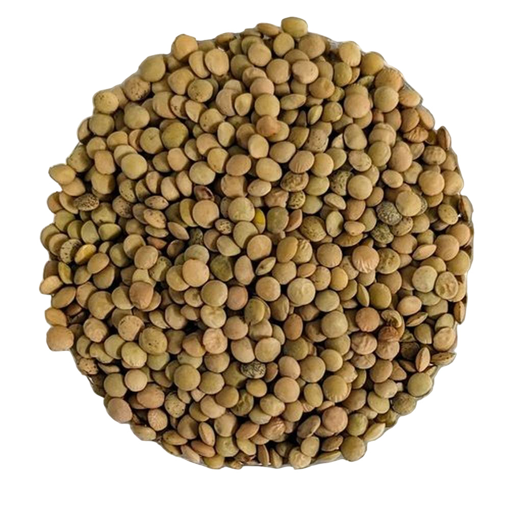 Lenticchie Verdi Toscanella bio sfuso