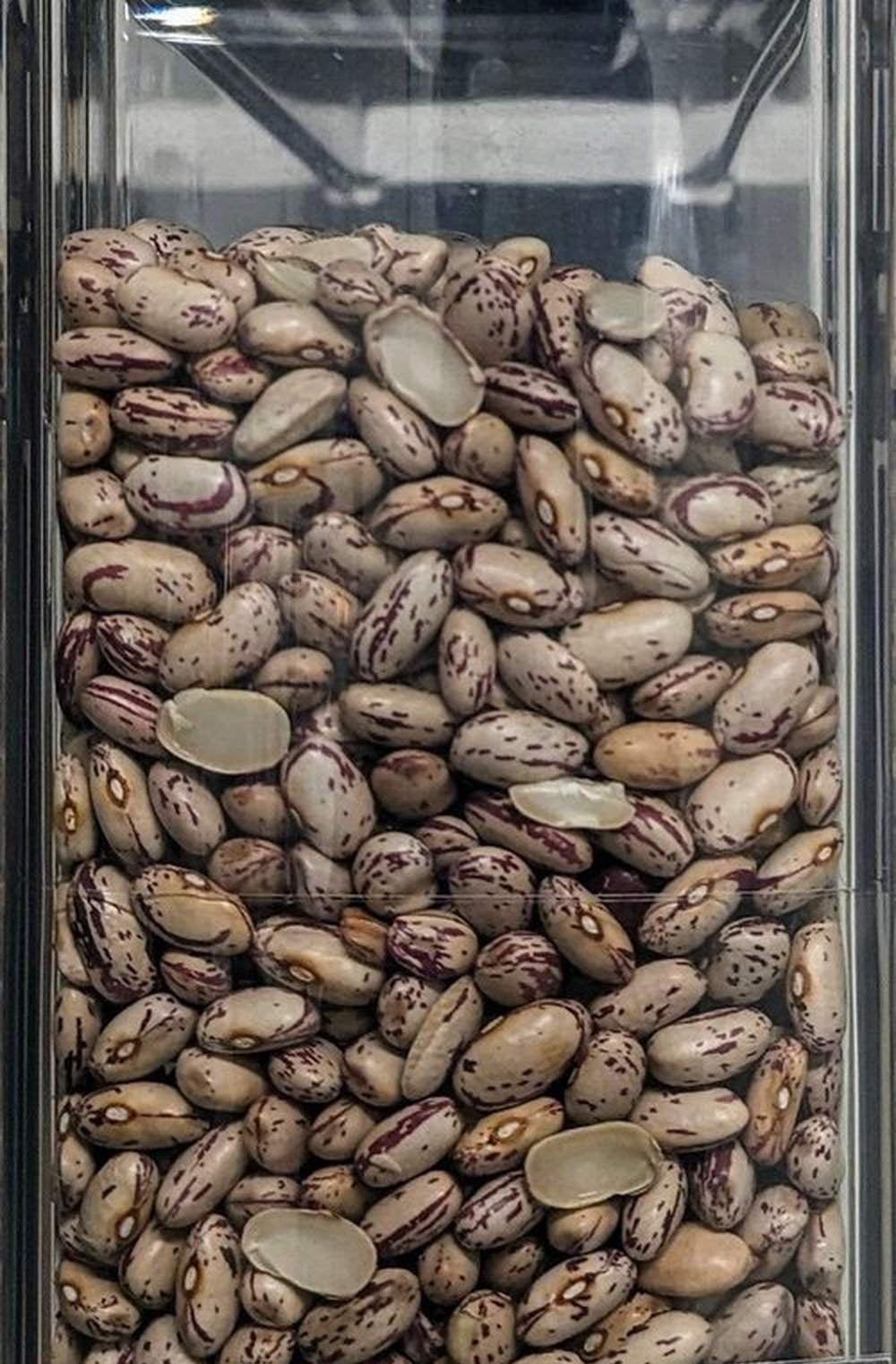 fagioli borlotti bio italia sfuso